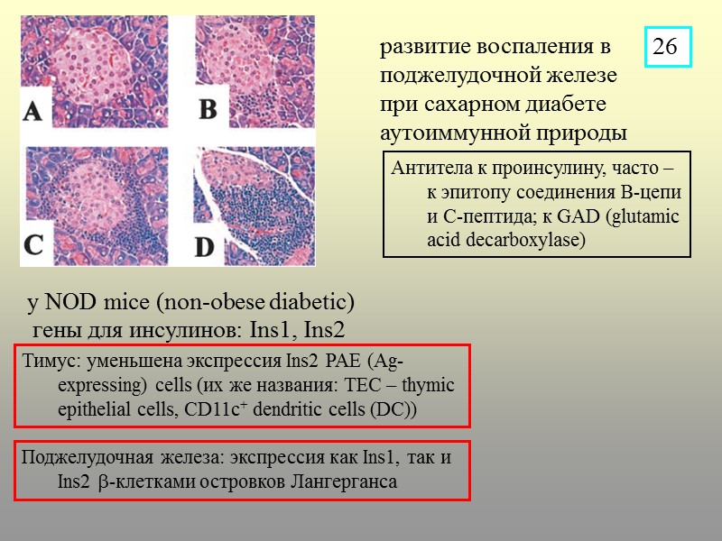 развитие воспаления в поджелудочной железе при сахарном диабете аутоиммунной природы у NOD mice (non-obese